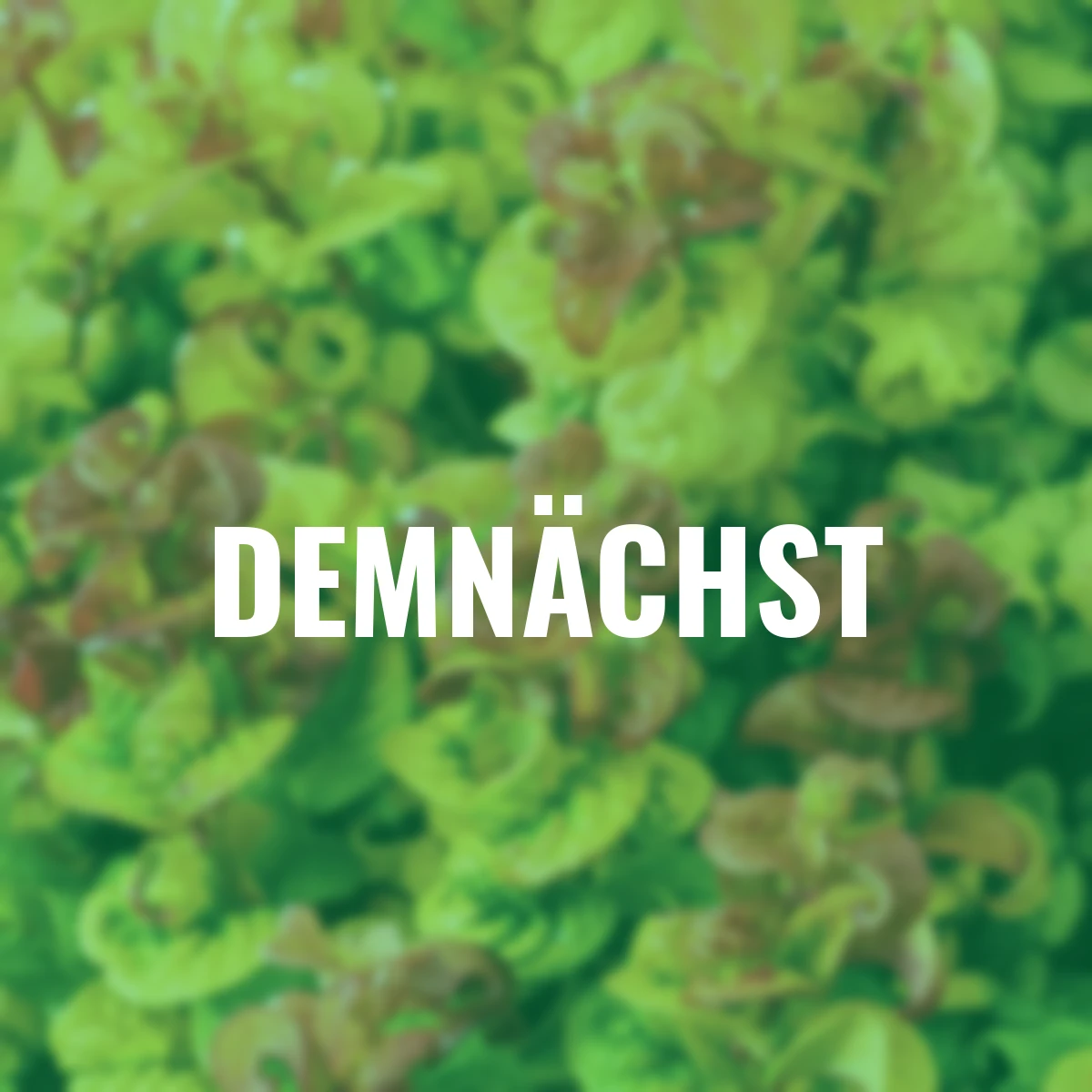 Traubenheide Curly Gold