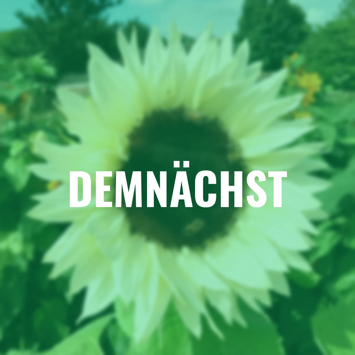 Sonnenblumensamen ProCut® White Nite F1