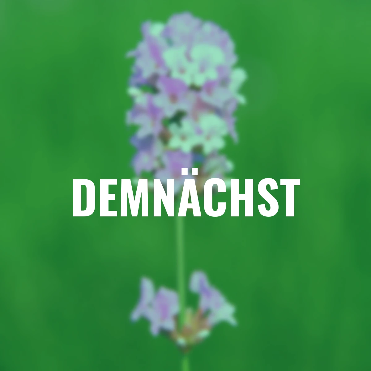 Lavendel Coconut Ice