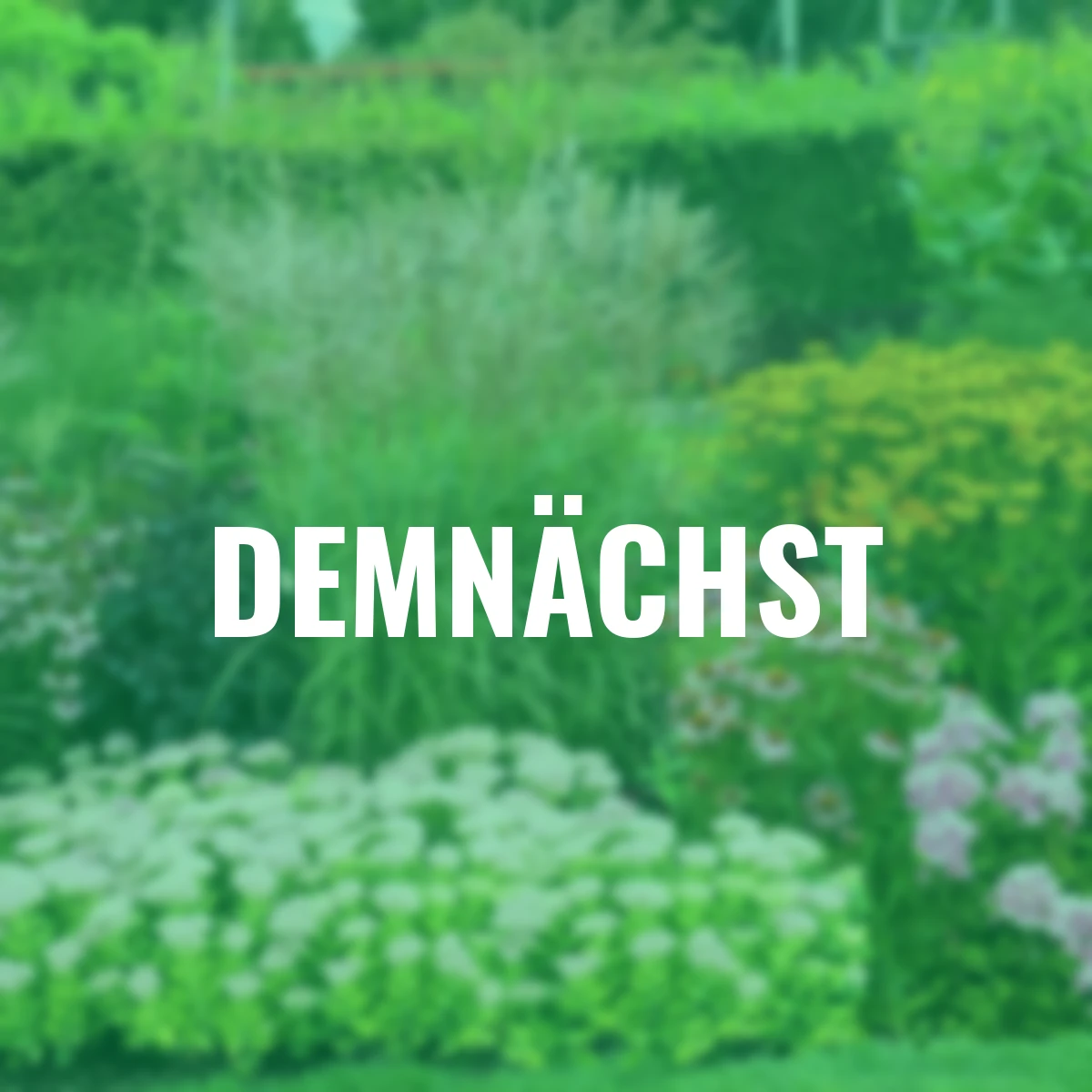 Stauden-Set Sommerbrise