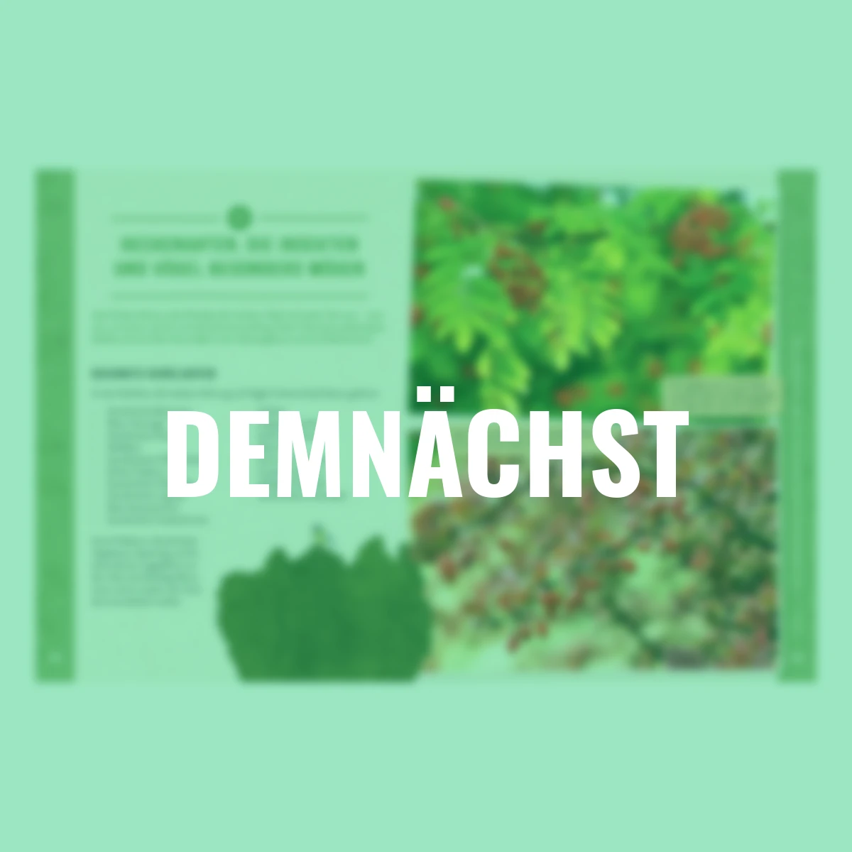 Die Insektenwiese: So summt & brummt es garantiert!