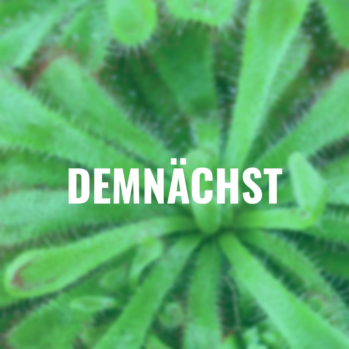 Sonnentau, Höhe ca. 10-15 cm