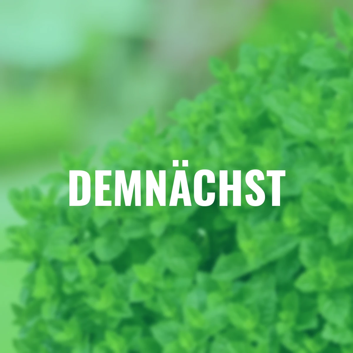 Kräuterpflanze Marokkanische Minze