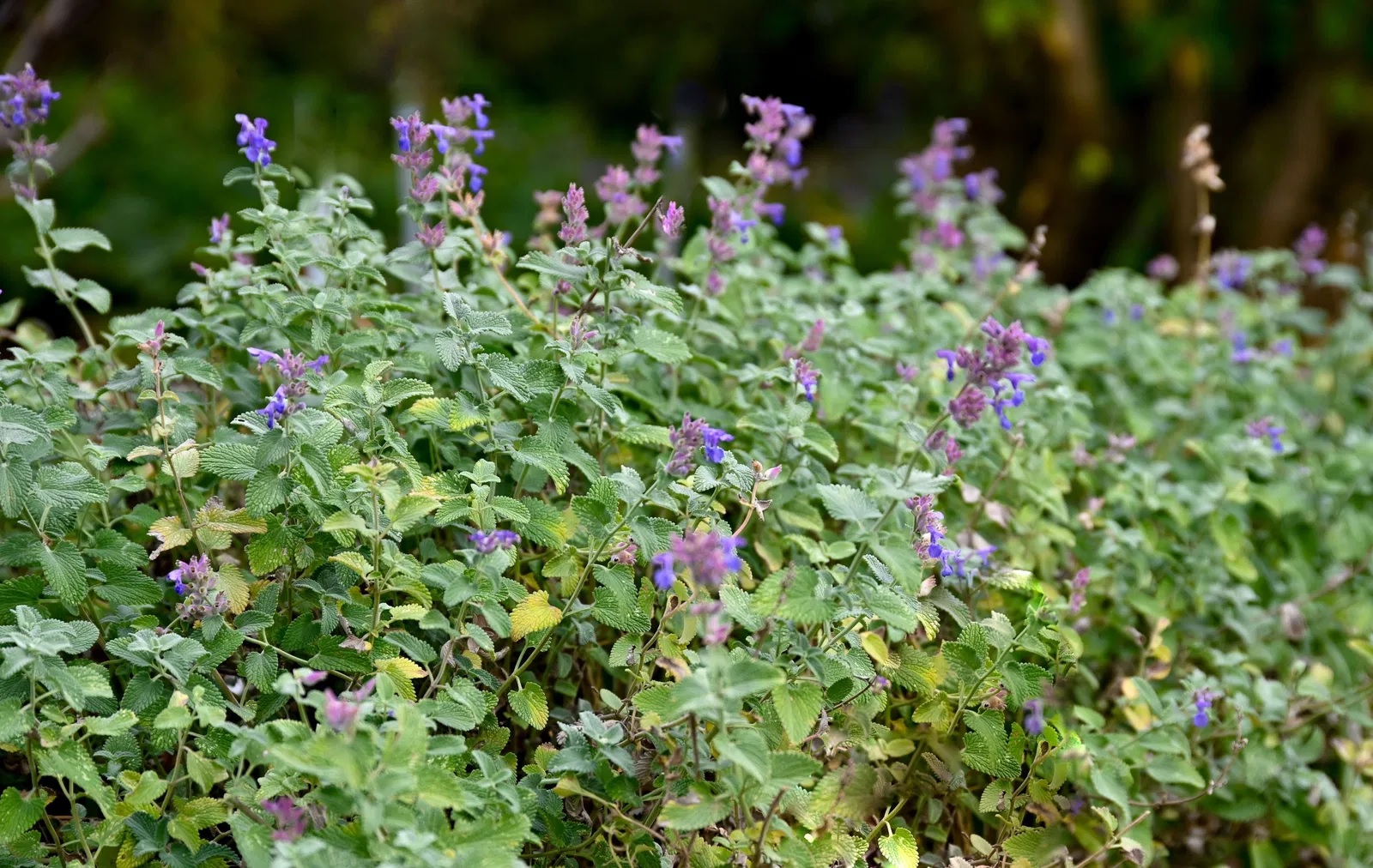 Niedrige Katzenminze Superba