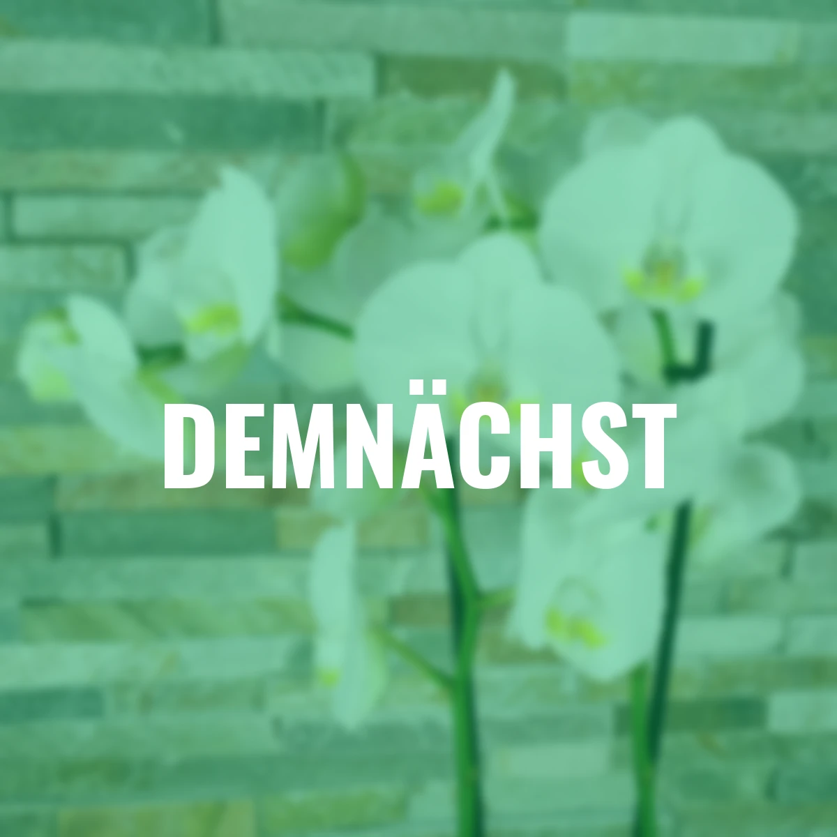 Schmetterlings-Orchidee Grandiflora, Höhe ca. 50-60 cm