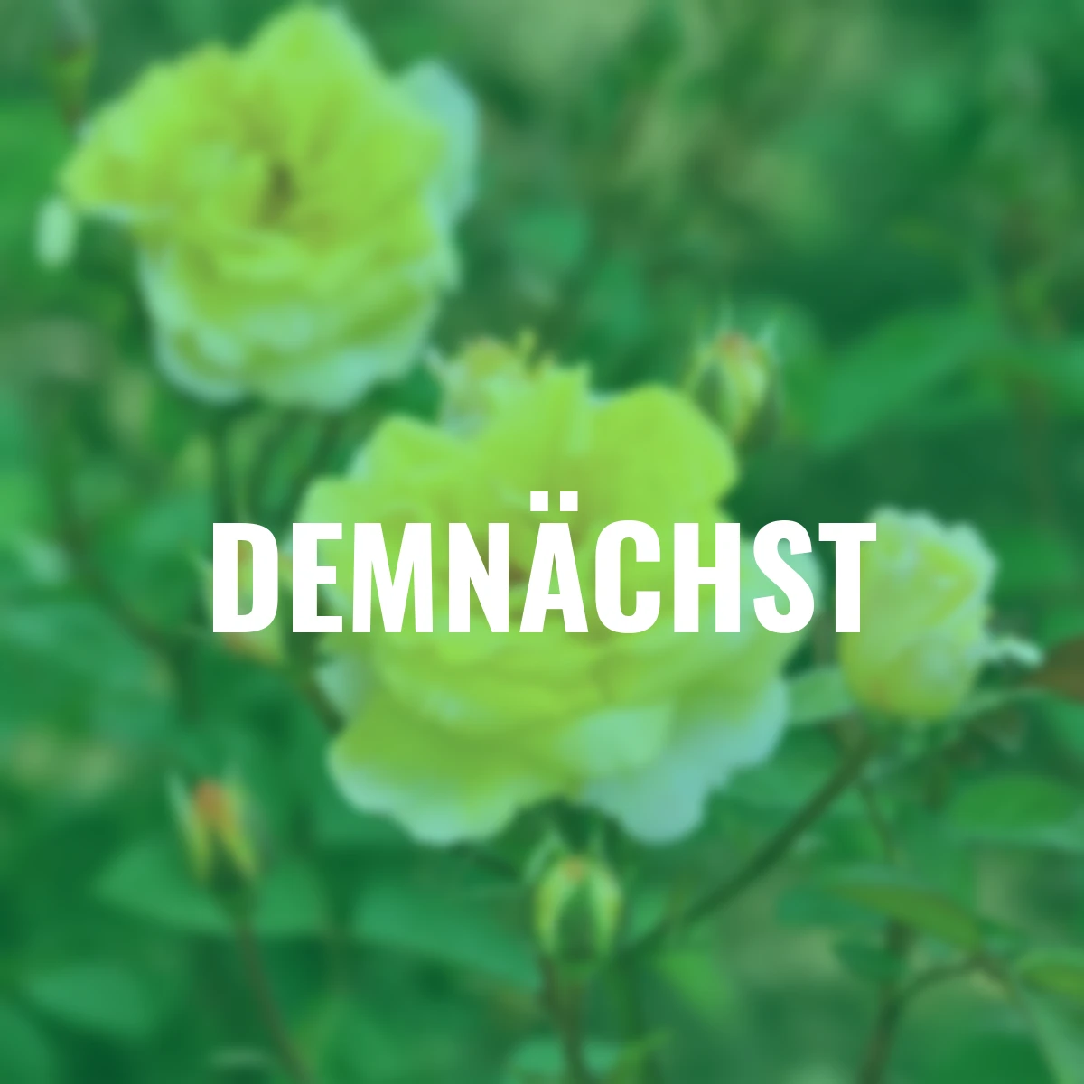 Essbare Culinaric Rose, gold-gelb