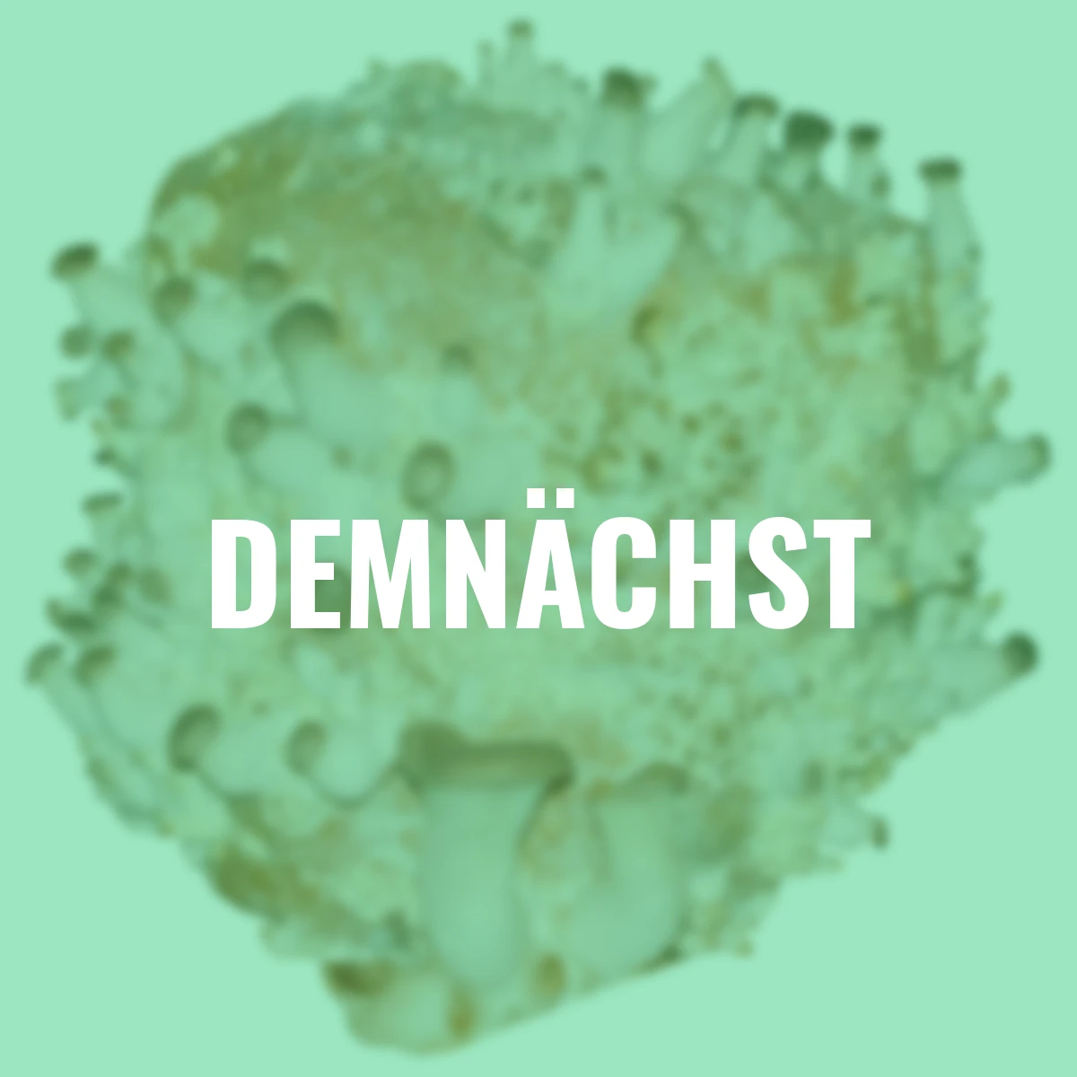 Pilzkultur-Set Kräuterseitling