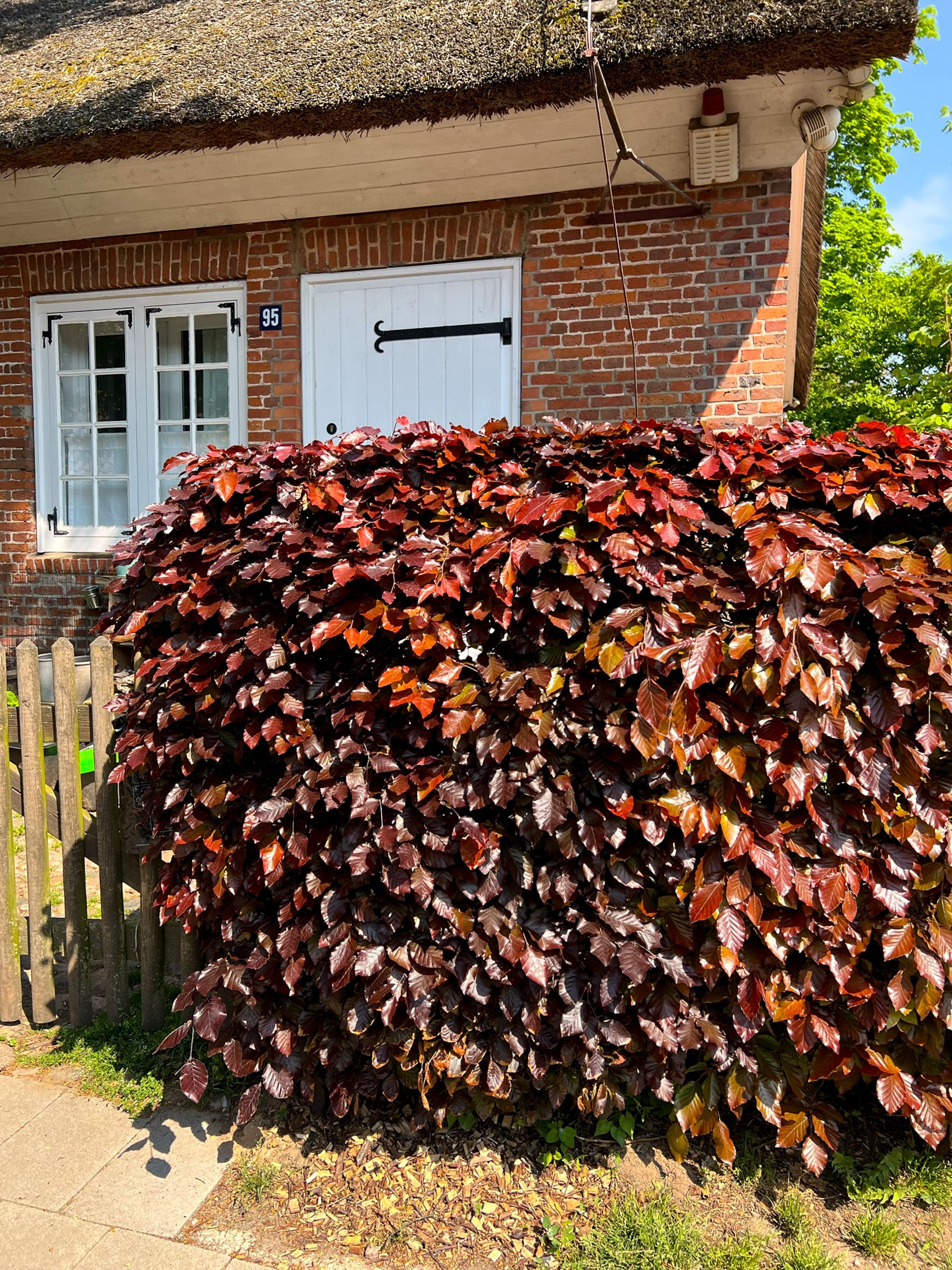 Blutbuche (Purpurbuche)