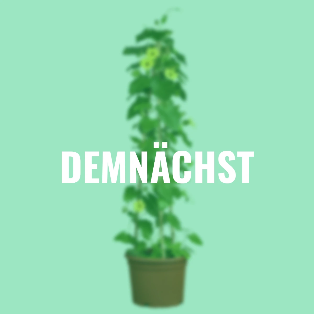 Schwarzäugige Susanne, gelb ca. 17 cm-Topf