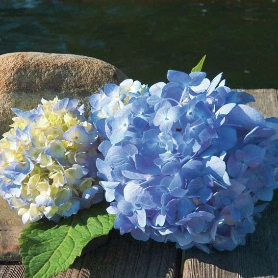 Hortensie Endless Summer® The Original, blau, im ca. 19 cm-Topf
