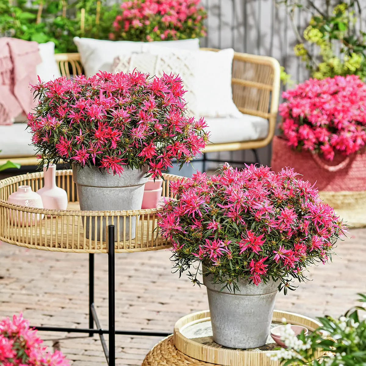 Japanische Azalee Star Style®, pink