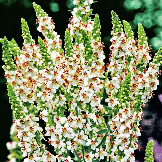 Königskerze Wedding Candles