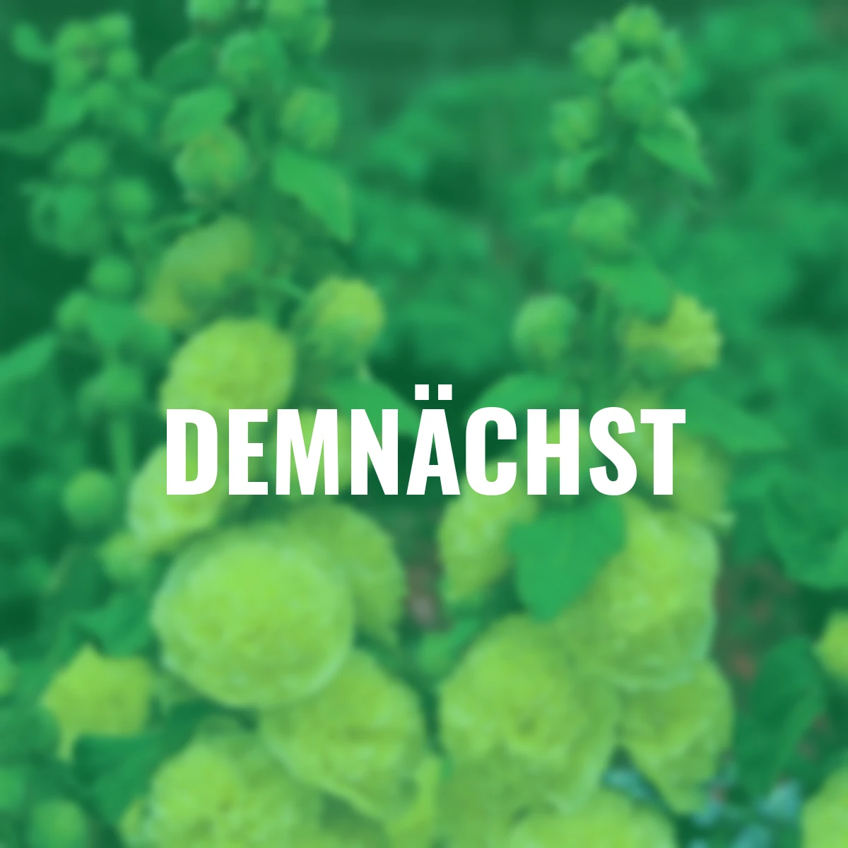 Gefüllte Stockrose, gelb