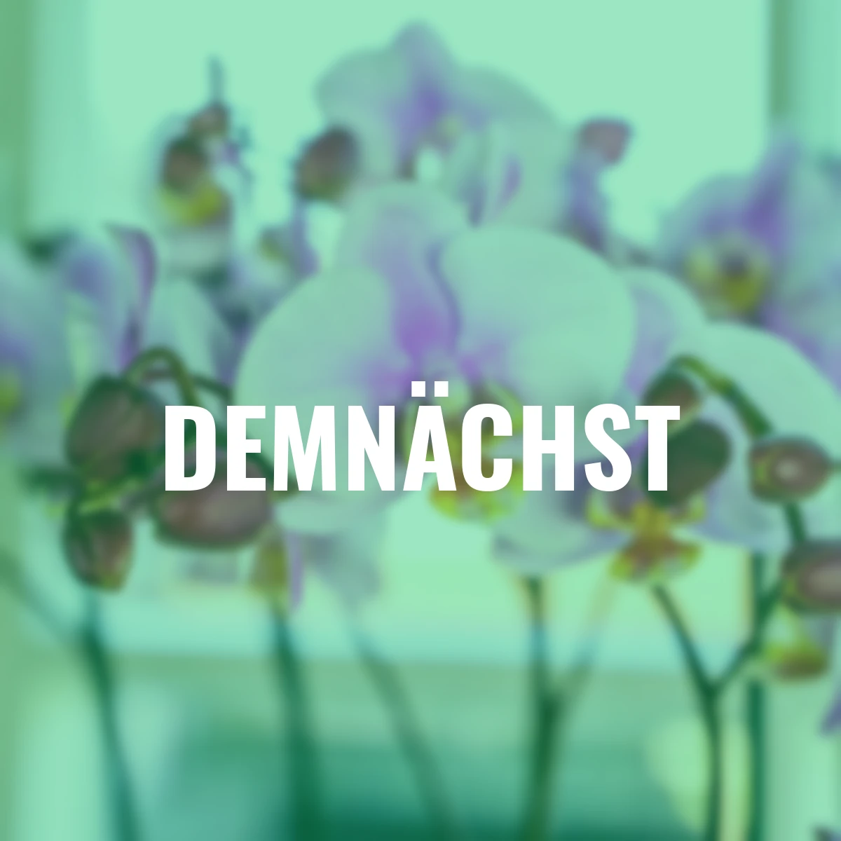 Schmetterlings-Orchidee Roskilde, Höhe ca. 30-50 cm