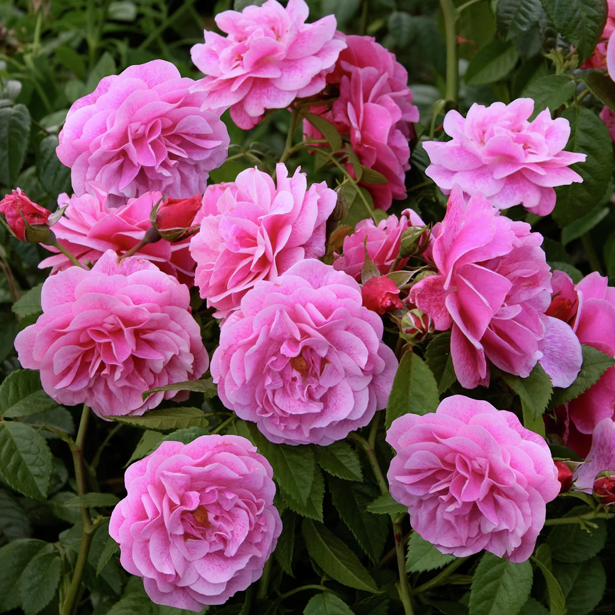 Kletterrose Camelot®