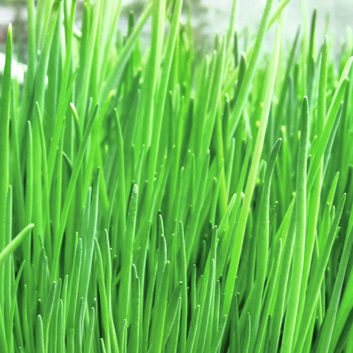 BIO Schnittlauchsamen Staro