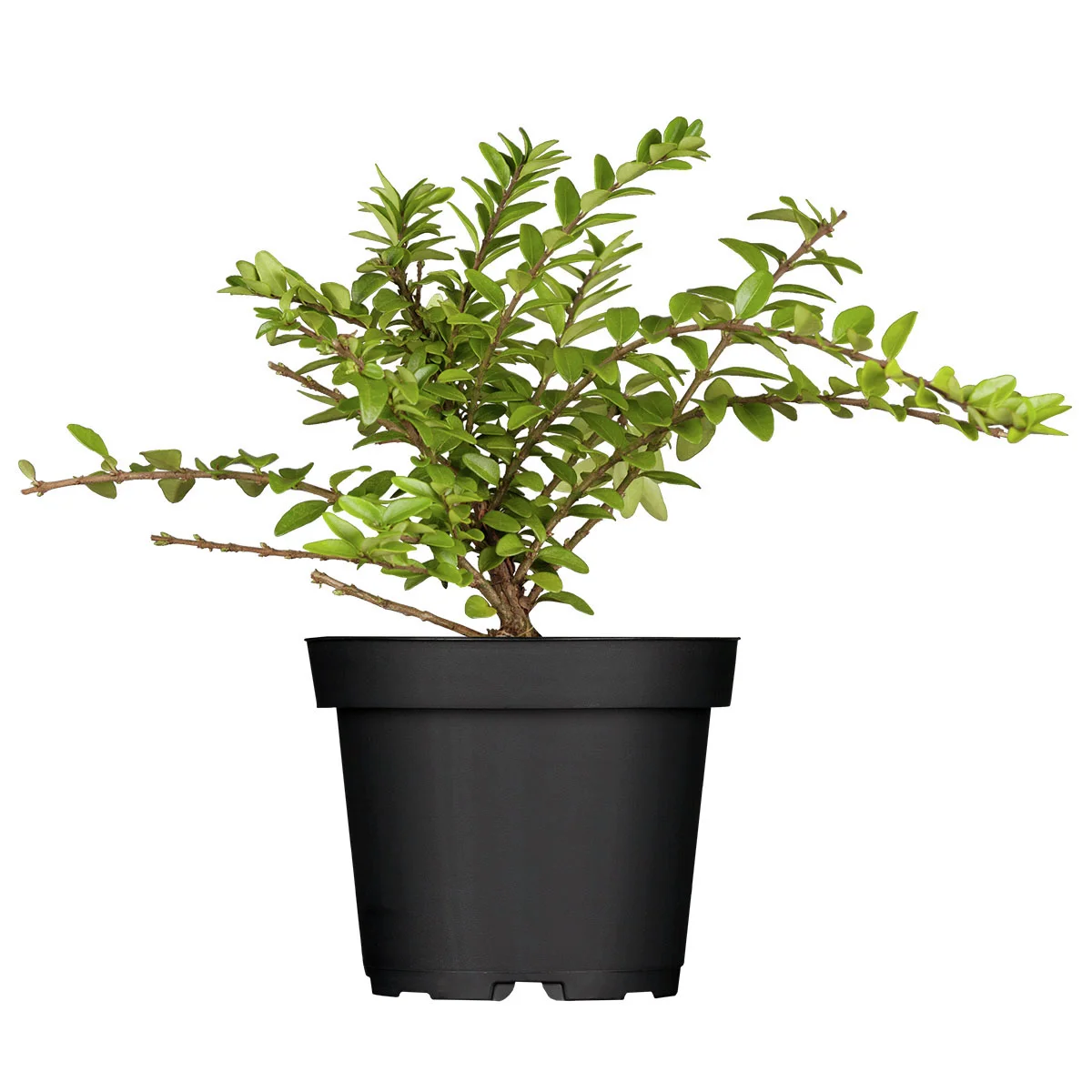 Heckenmyrte Maigrün, im ca. 9 cm-Topf