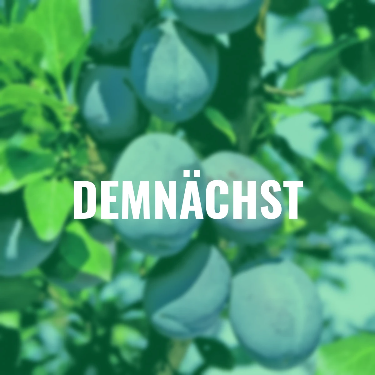 Blaue Säulen-Pflaume