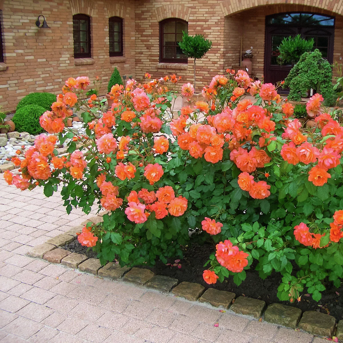 Strauchrose Westerland