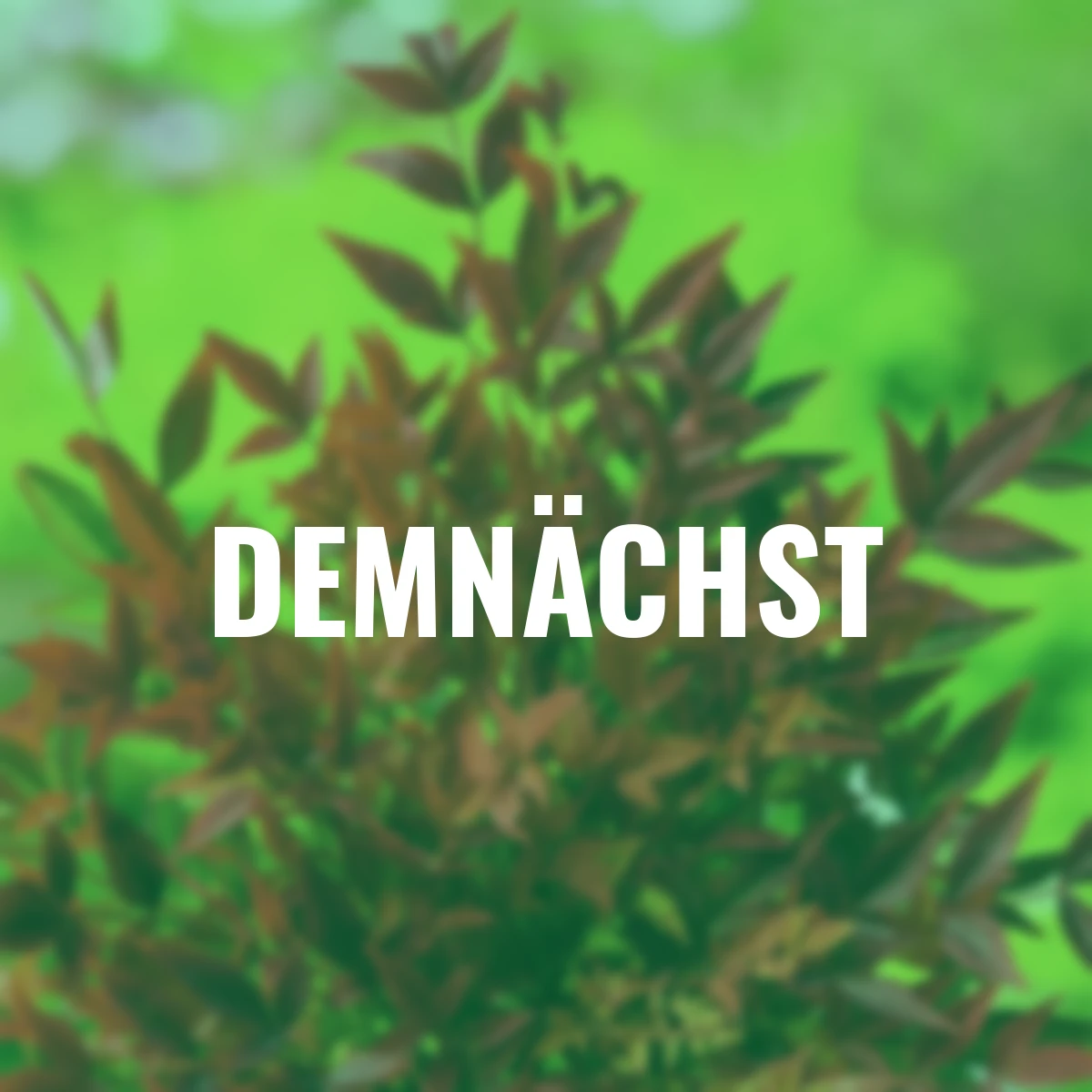 Heiliger Bambus Nandina