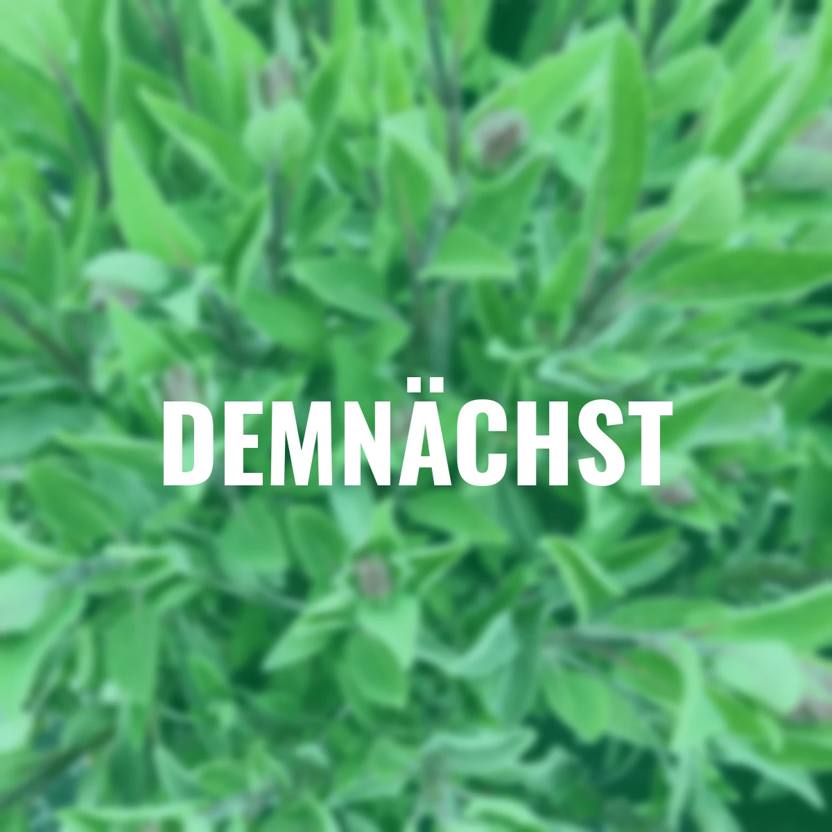 Kräuterpflanze Vital Salbei Evita