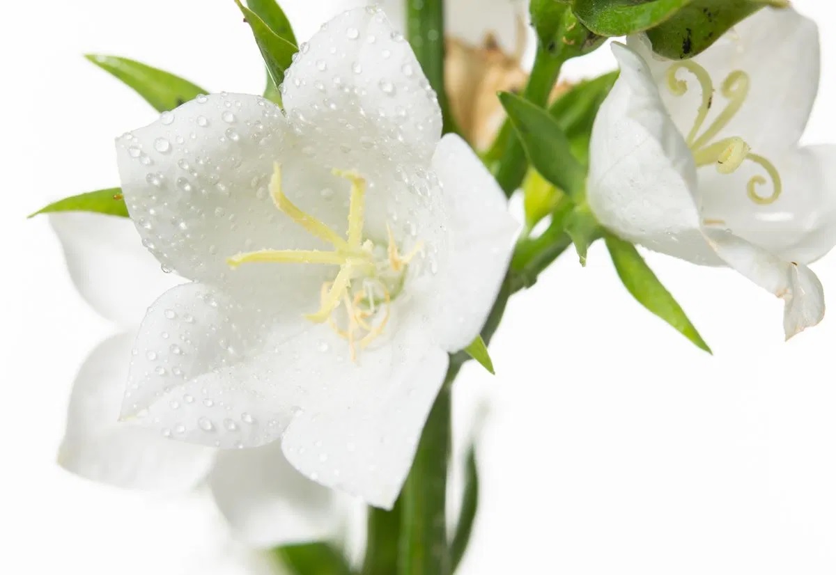 Pfirsichblättrige Glockenblume Takion White®