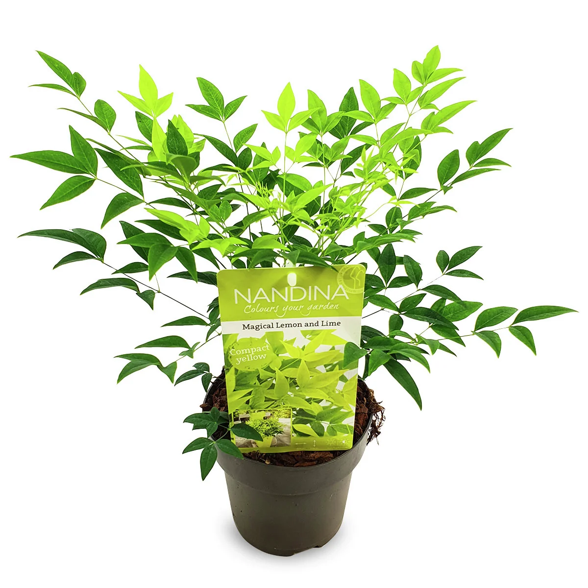 Himmelsbambus Magical Lemon and Lime