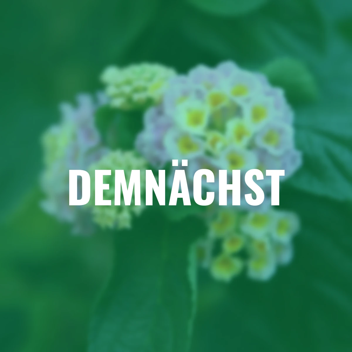 Wandelröschen-Stämmchen, rosa