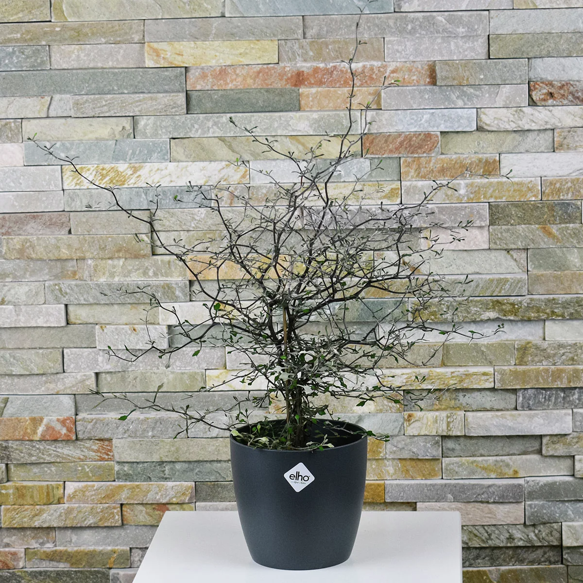 Zickzackstrauch, Höhe ca. 20-30 cm