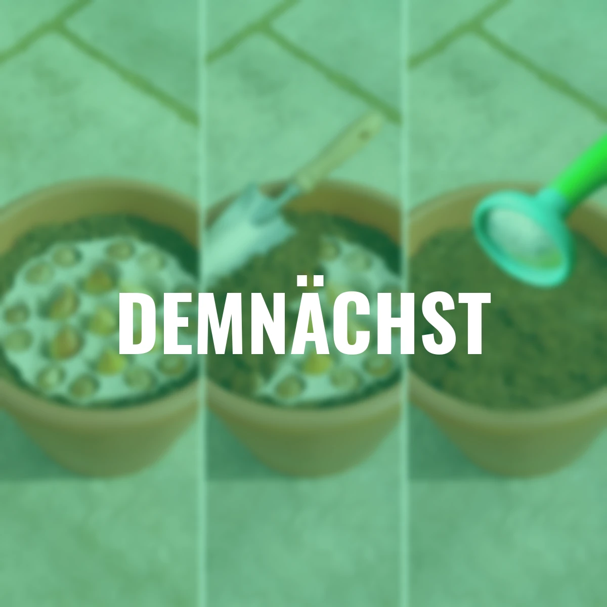 Pflanz-Tray Zierlauch