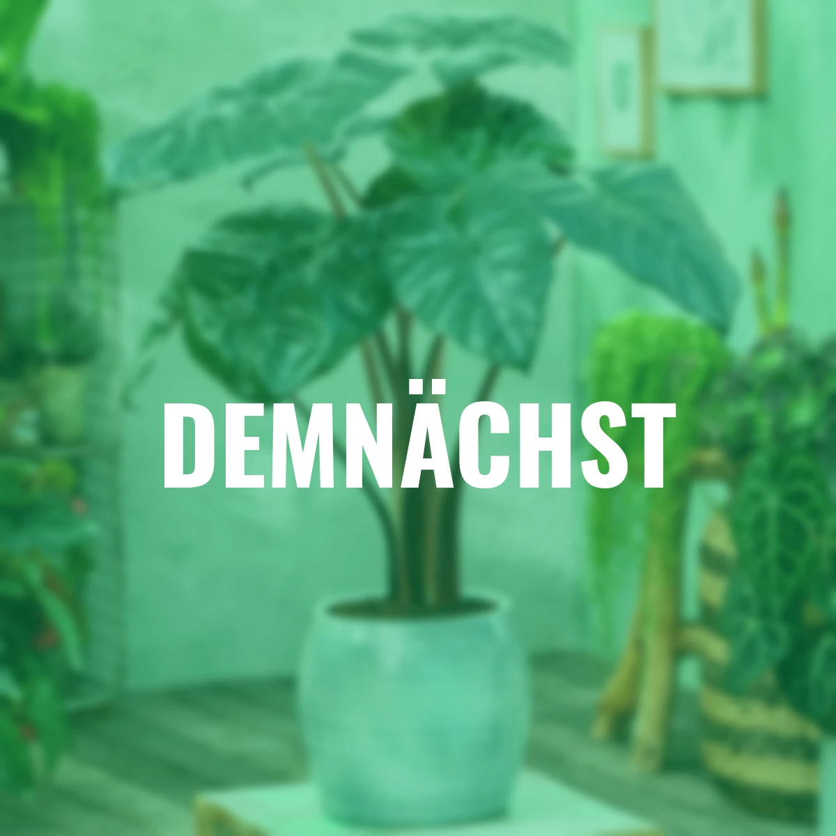 Elefantenohr Yucatan Princess, Höhe ca. 70-80 cm