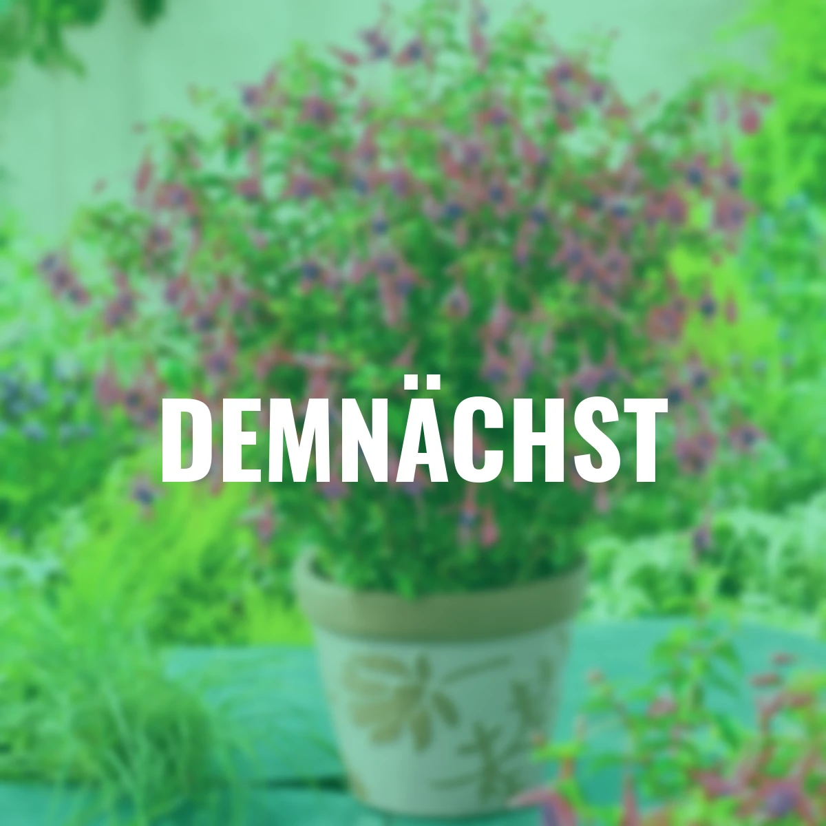 Staudenfuchsie