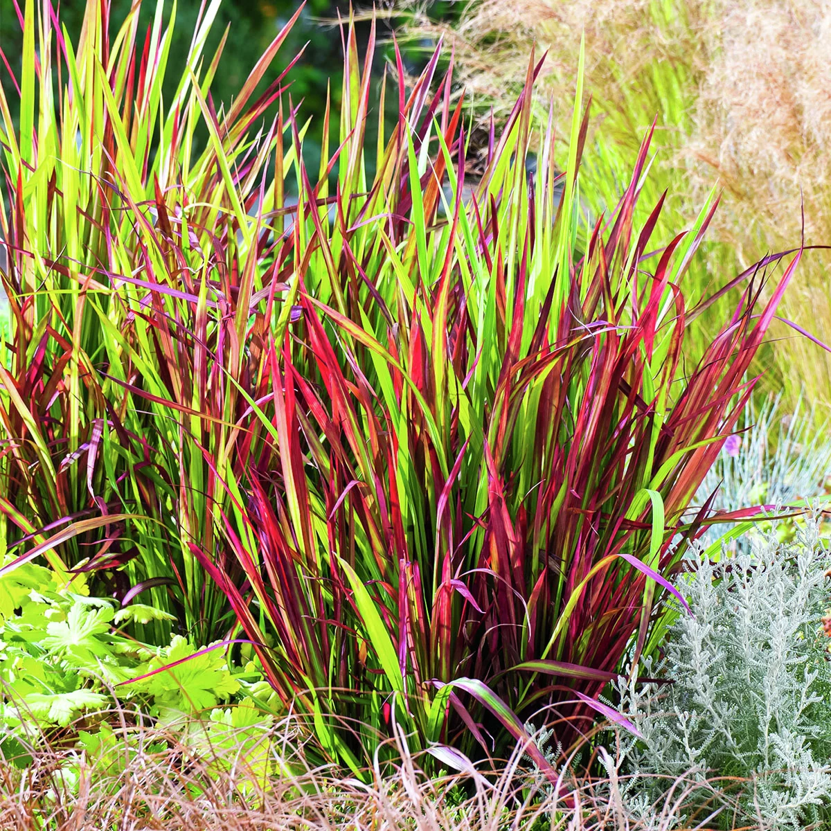 Blutgras Red Baron, im ca. 9 cm-Topf