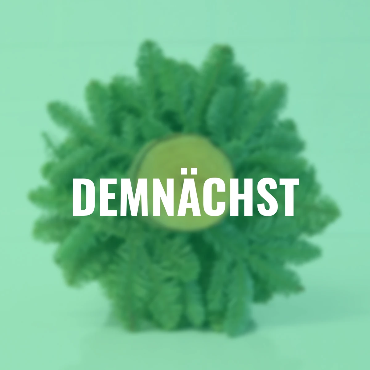 Nobilis- Weihnachtsbäumchen, mittel