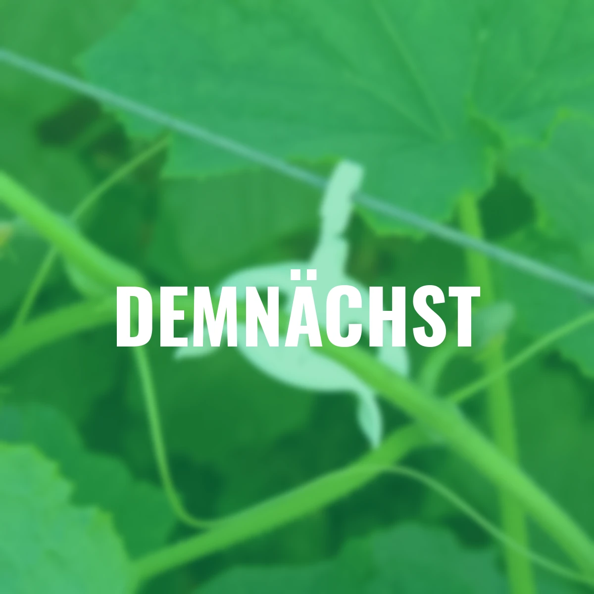 Komplett-Set Pflanz- und Rankspulen, mit 6 Rollen & Zubehör, 84-teilig