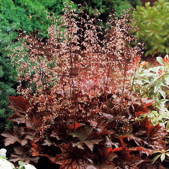 Purpurglöckchen Palace Purple