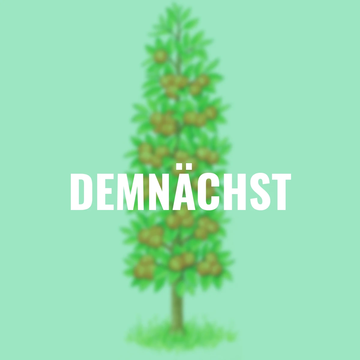 Säulen-Aprikose Golden Sun