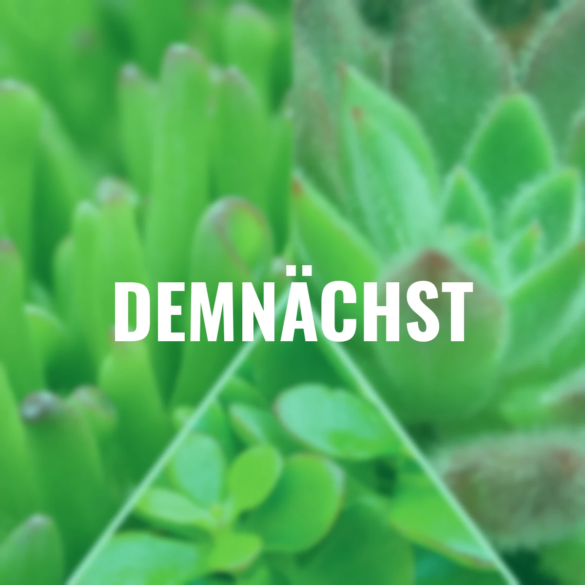 Sukkulenten-Mischung Wüstenwunder, 3er-Set, Höhe ca. 5-10 cm