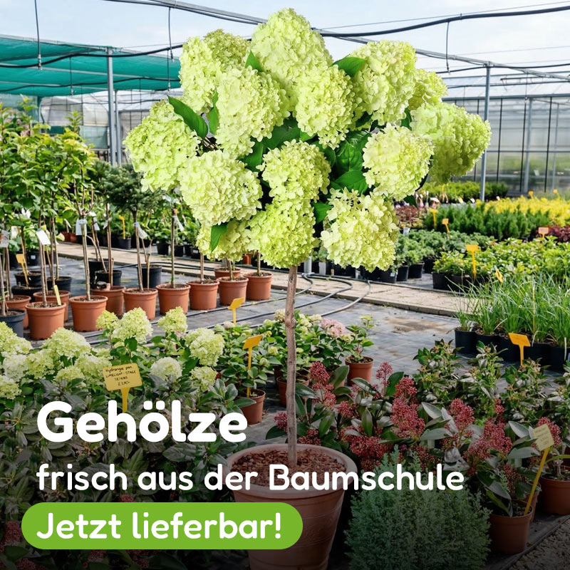 Gehölze - firsch aus der Baumschule