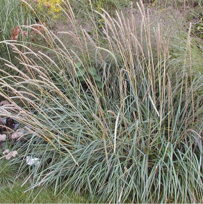 Strandroggen, Dünengras (Dünengras)