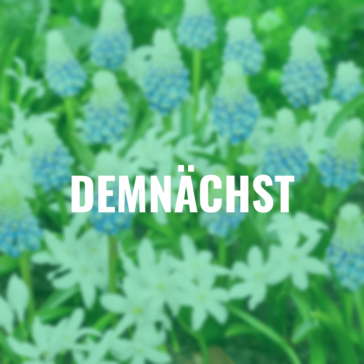 Blumenzwiebel-Set Lichtblick