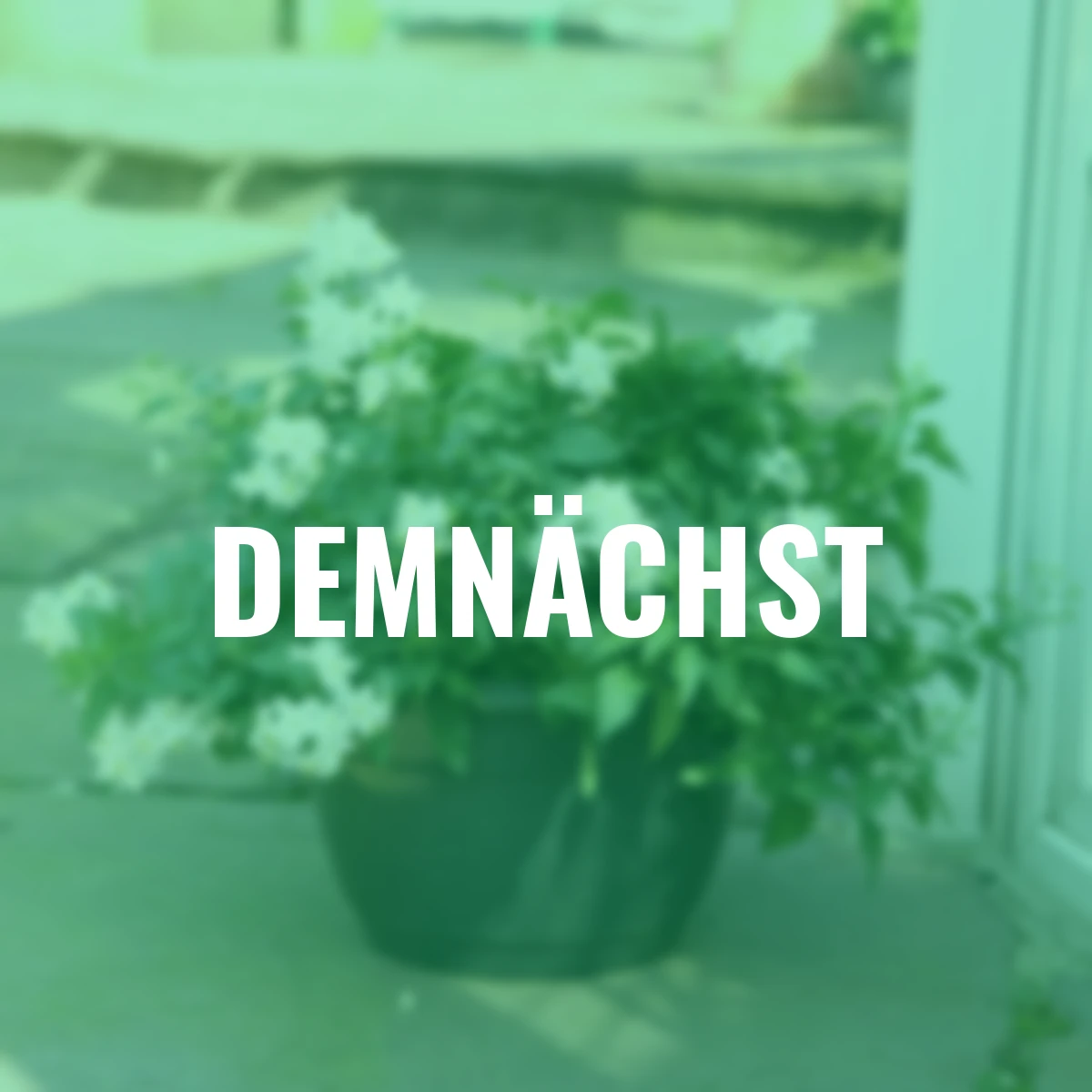 Sommer-Jasmin-Busch, weiß