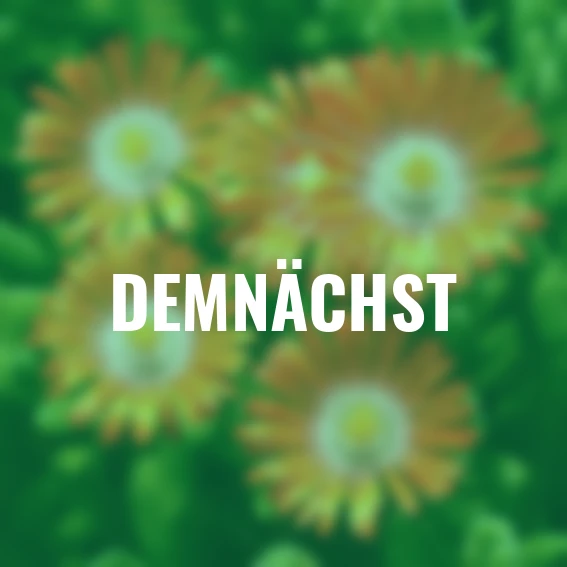 Mittagsblume Perfect Orange