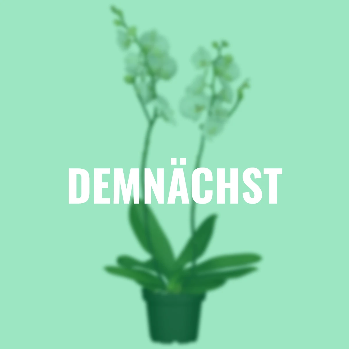 Schmetterlings-Orchidee Grandiflora, Höhe ca. 50-60 cm