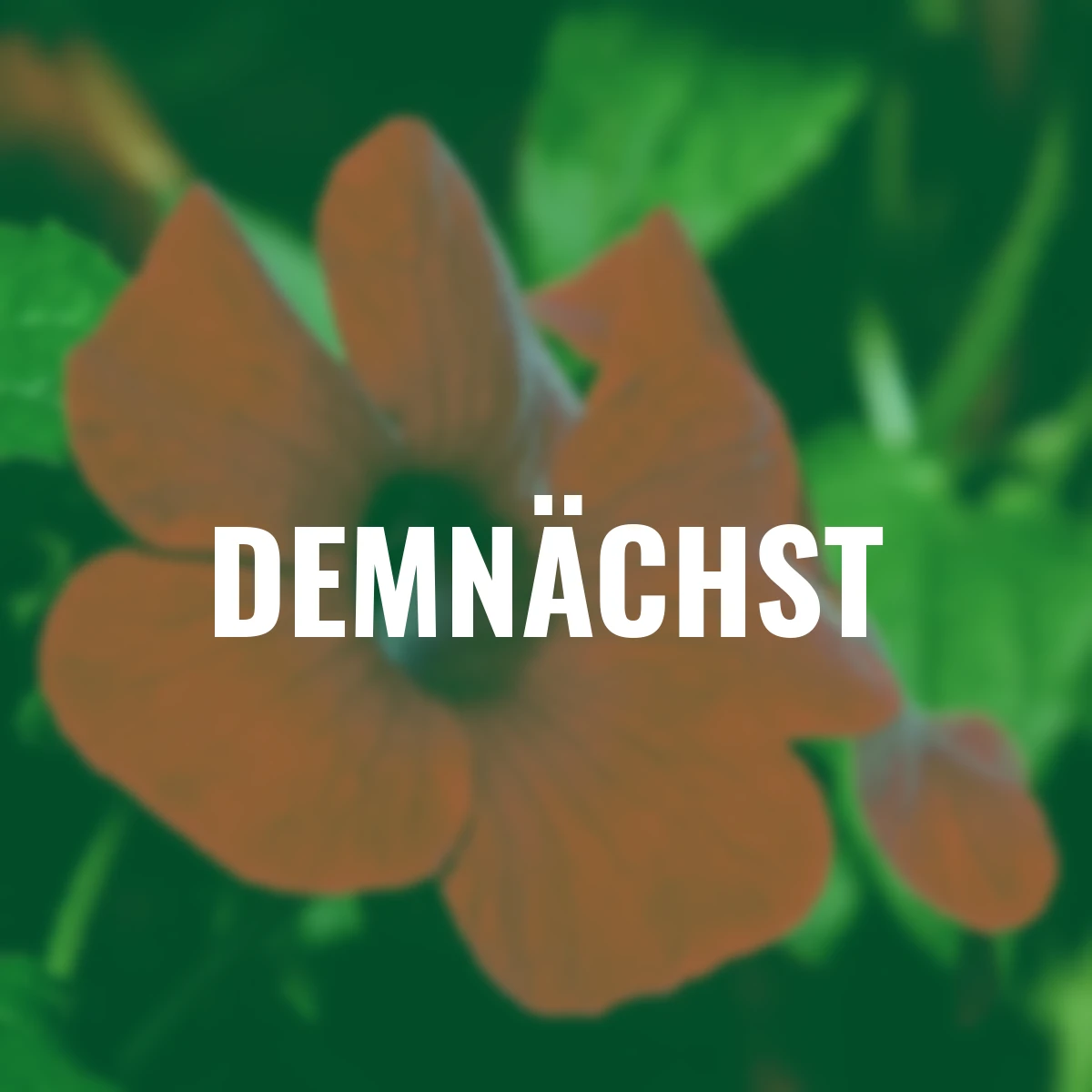 Schwarzäugige Susanne, rot