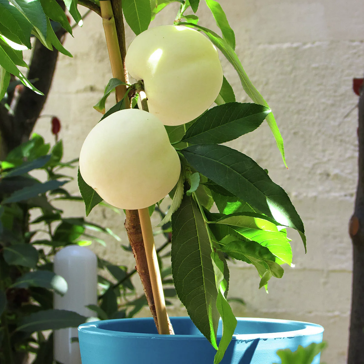 Weißer Pfirsich Fruit Me® Icepeach®