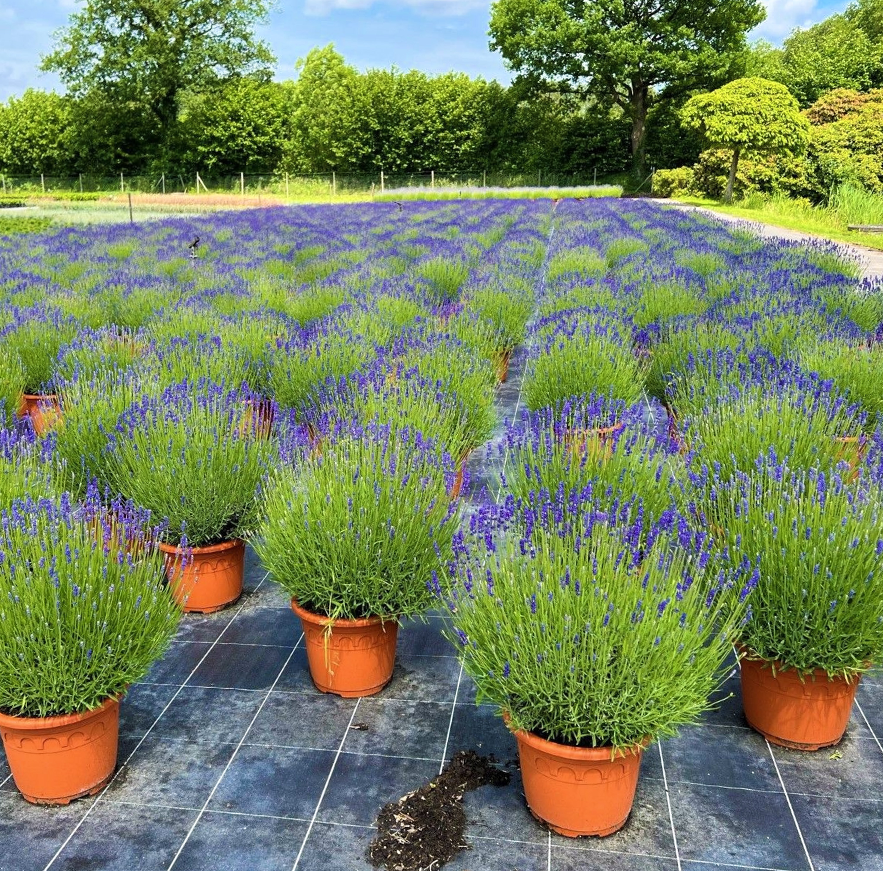 Lavendel Hidcote Blue