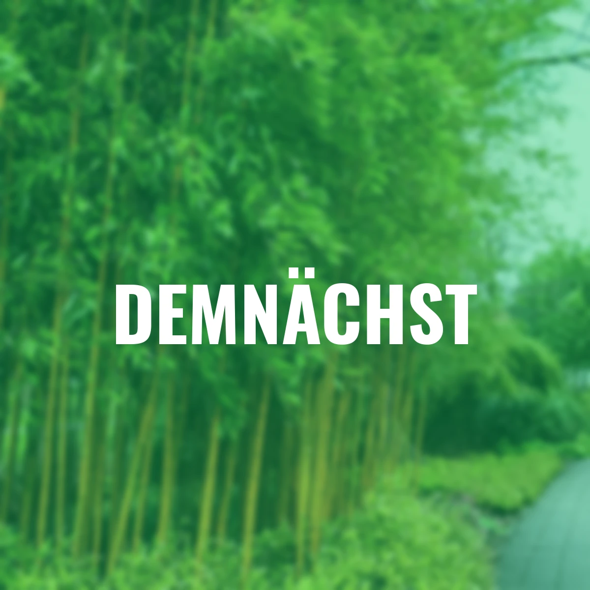 Baumbambus Aureocaulis, im ca. 18 cm-Topf