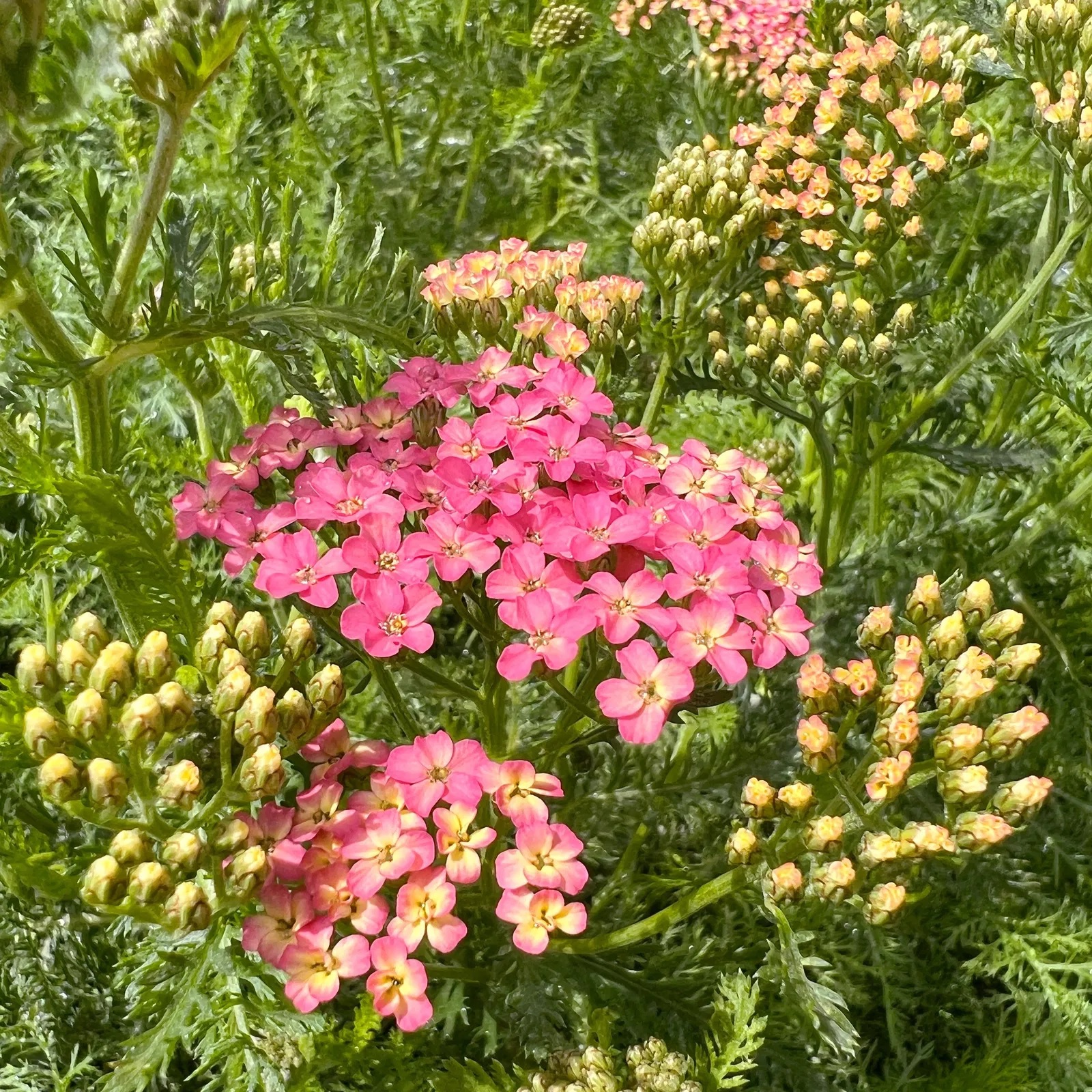 Schafgarbe Lachsschönheit