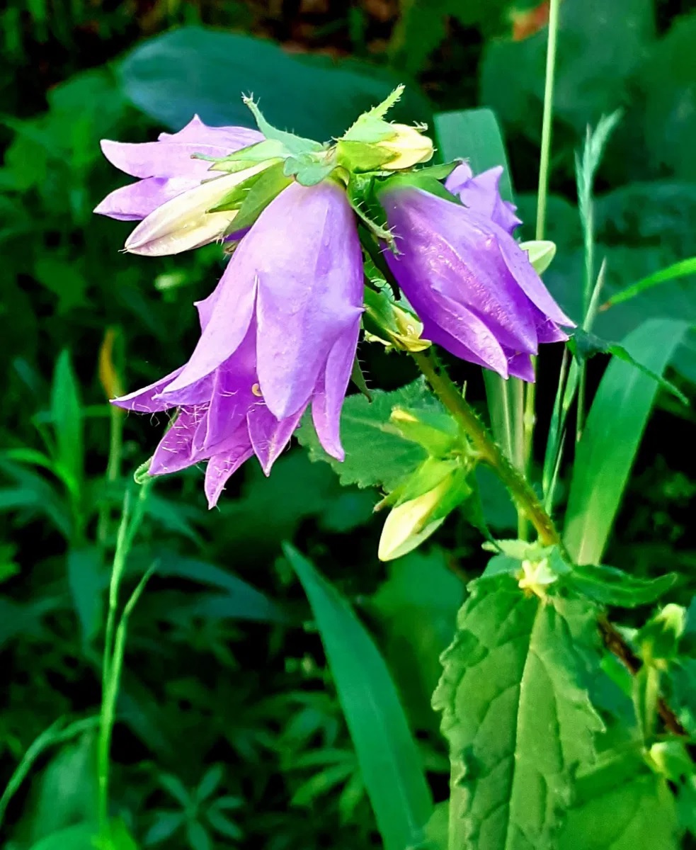 Nesselblättrige Glockenblume